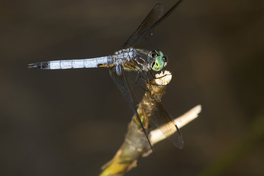 Blue dasher dragonfly on a twig in New Hampshire.