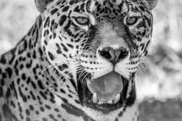 Leopard portrait, Panthera Pardus, bold contast in black and white