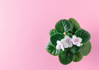 Violet with blooming flowers on a pink background. Flat lay. The view from the top.