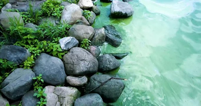 Lake edge during an algal bloom in Madison, Wisconsin