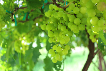 Blur grapes hang from a vine with green leaves nature background.