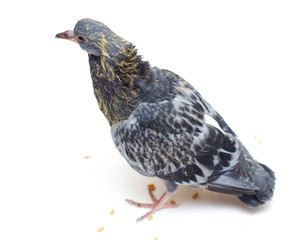 wheat grain, pigeon, scattered underfoot