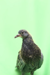 baby pigeons on a green background