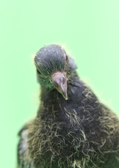 baby pigeons on a green background