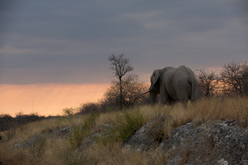 elephant in africa in a group