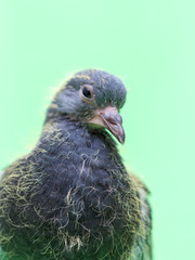 baby pigeons on a green background