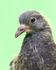 baby pigeons on a green background