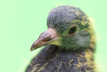 baby pigeons on a green background