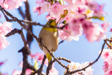 Japanese White-eye.The background is cherry blossoms(Japanese name is Oh-kanzakura). Located in Tokyo Prefecture Japan.