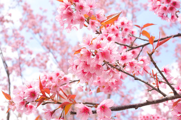 Beautiful pink Sakura Flower, Wild Himalayan Cherry Blossoms in spring season