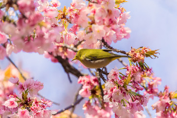 Japanese White-eye.The background is cherry blossoms(Japanese name is Oh-kanzakura). Located in Tokyo Prefecture Japan.