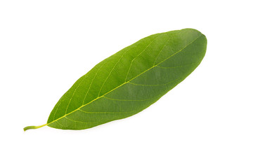 Obraz premium custard apple green leaves nature on white background