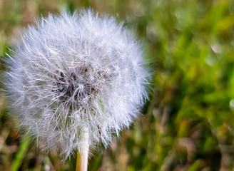 Dandelion white fluff close up