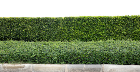 Green hedge or Green Leaves Wall on isolated,Objects with Clipping Paths