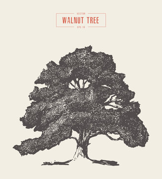 High detail vintage walnut tree hand drawn, vector