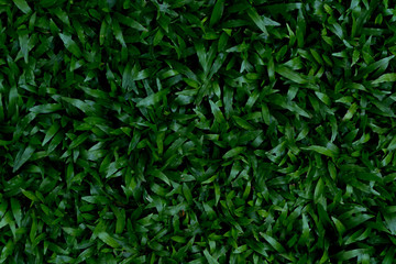 abstract natural green leaves background