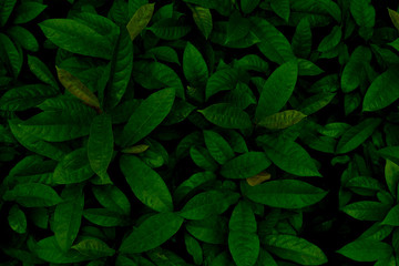 abstract natural green leaves background