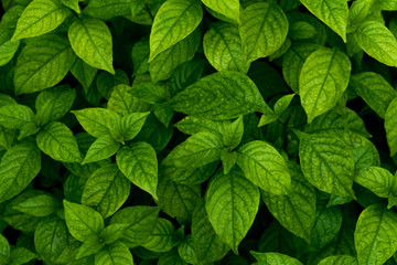 abstract natural green leaves background