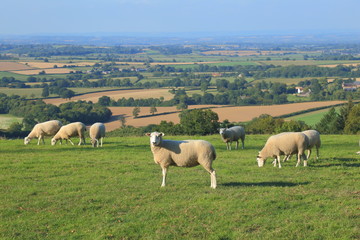 Flock of sheep graze on the farmland in Somerset