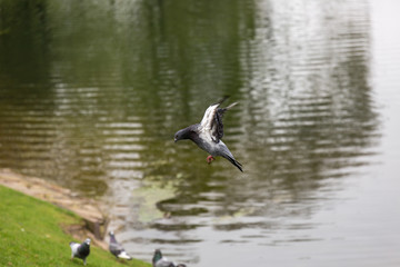 Pigeon in fly