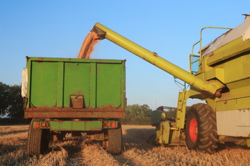 Combine harvester unloading wheat in agricultural field in Somerset