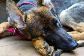 German Shepherd Pup