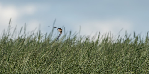 Swallow in swooping flight low and fast over the top of grass 