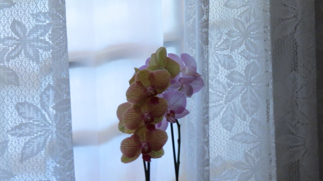 orqu&iacute;dea dentro de casa