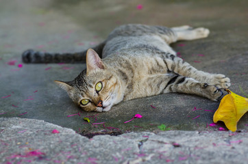 Naklejka na ściany i meble Cat sleep on concrete.