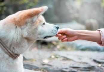 Japanese dog Akita inu eats from woman hand