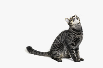 Portrait of beautiful cat on grey background in studio shot