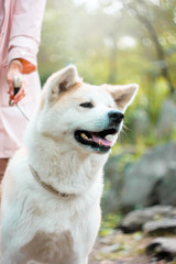 Obraz premium Japanese dog Akita inu with young woman outdoors