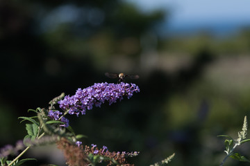 Front view of Hummingbird moth on Buddleia flower