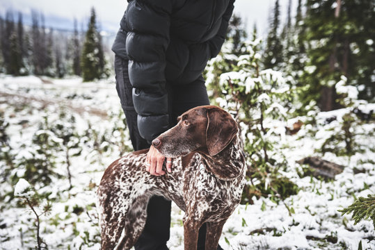 A Beautiful Hunting Dog And Owner Hiking In The Mountain Snow