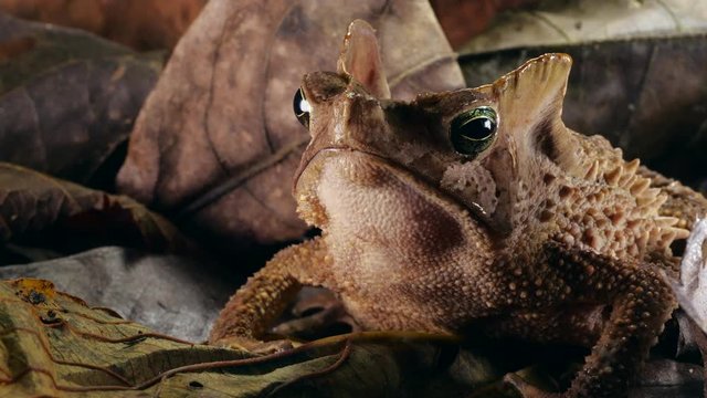 Crested Forest Toad (Rhinella margaritifera), camouflaged in the leaf litter in the Ecuadorian Amazon