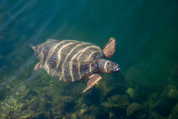 Sea turtle Caretta Caretta in The Bay of Argostoli on Greek island Kefalonia