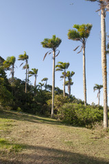 palmeras de playa 