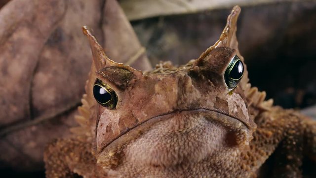 Crested Forest Toad (Rhinella margaritifera), camouflaged in the leaf litter in the Ecuadorian Amazon