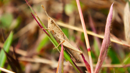 The brown grasshopper perches on the grass