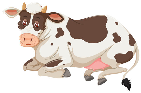A cow on white background