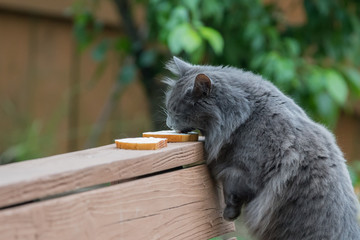 Gray cat licking cream cheese off of bread.