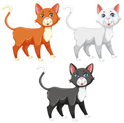 A set of different cat