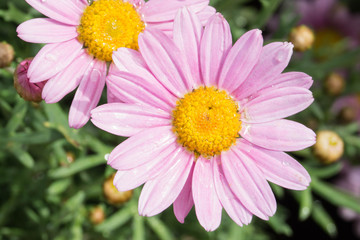 Obraz premium margherite rosa in fiore