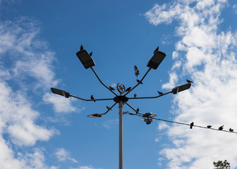 Fototapeta na wymiar doves are sitting on a lamp post