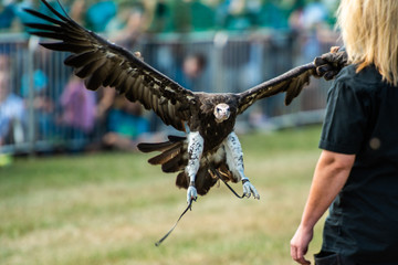 Geier im Flug