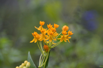 羽根突きの羽根のような形をしたオレンジ色の花（アスクレピアス）