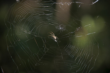 INSECTS - spider on a web