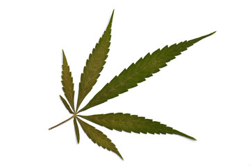 Cannabis leaf, marijuana isolated on white background.  Rich luxury happy life with cannabis.