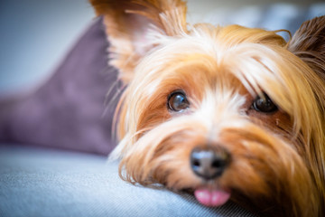 Yorkshire Terrier Portrait Tongue Out