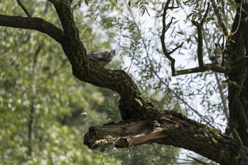 Pigeon on a willow branch.